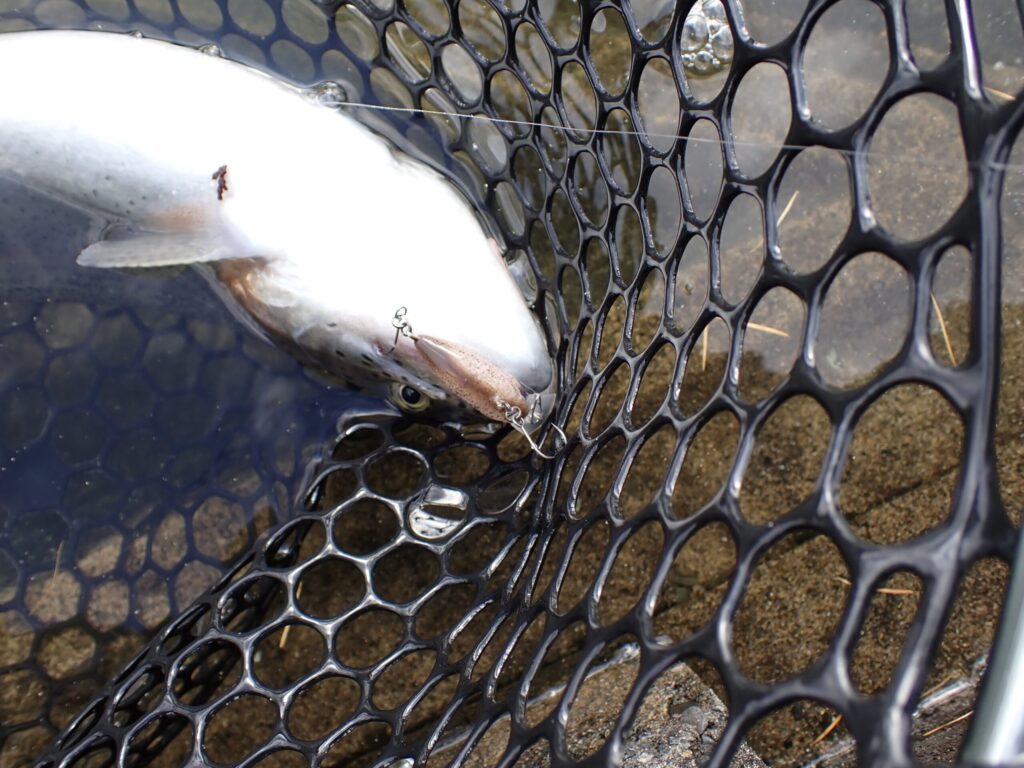 USSAでトラウトを釣ったシーン