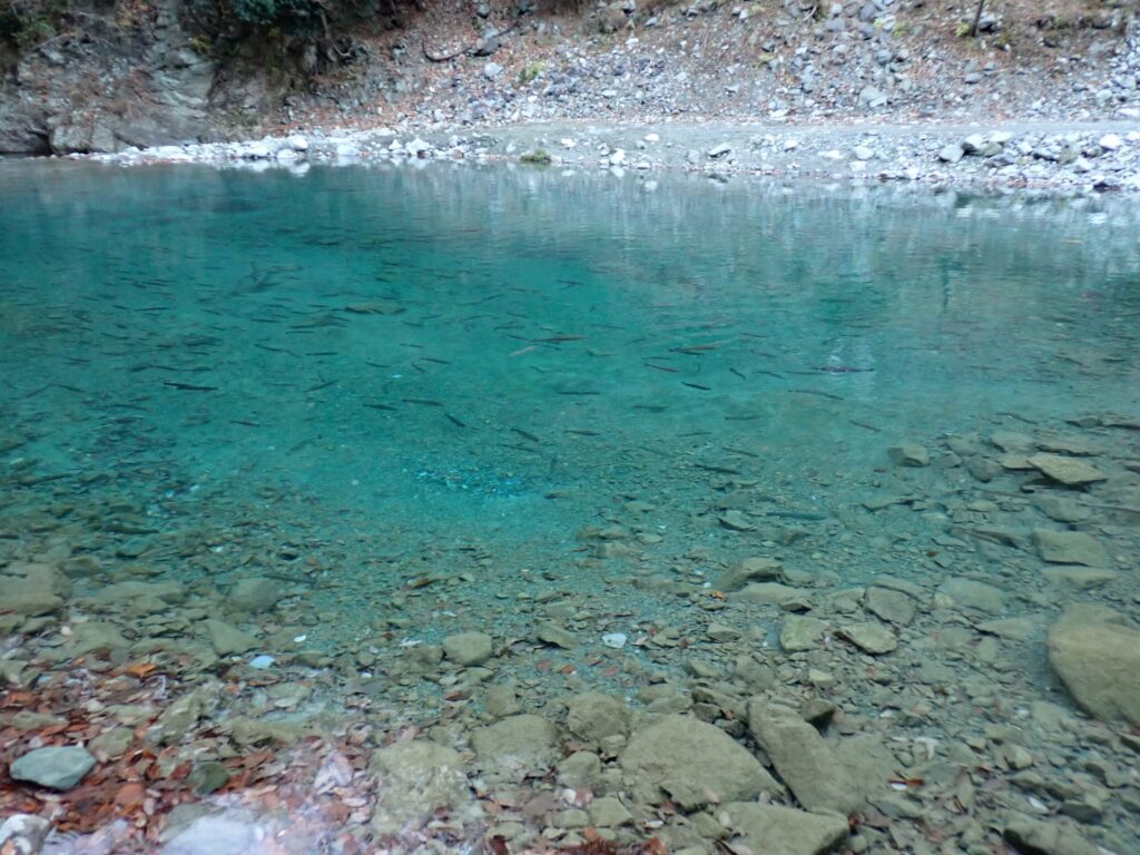 浅いエリアの様子