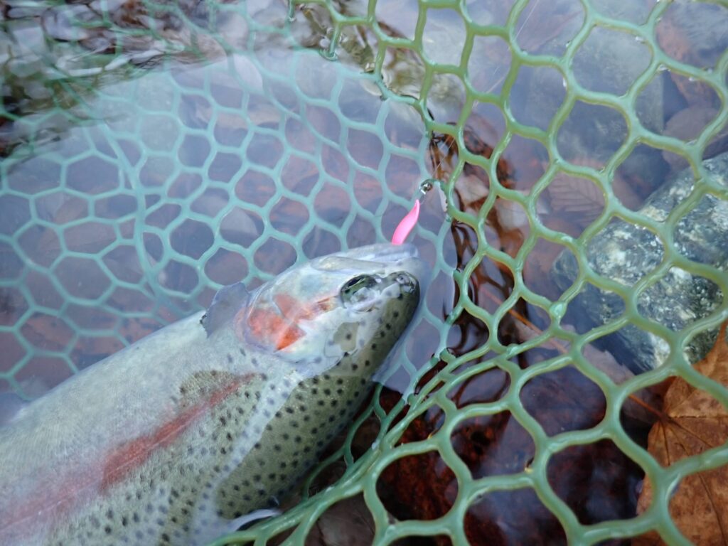 スプーンタックルと朝イチの蛍光ピンク1.8gでつれたトラウト