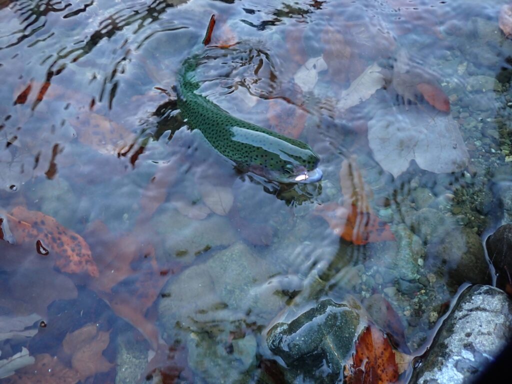 Khorスプーン1.6gで釣れたニジマス