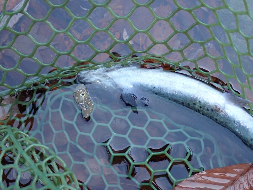 パニクラでトラウトを釣った様子