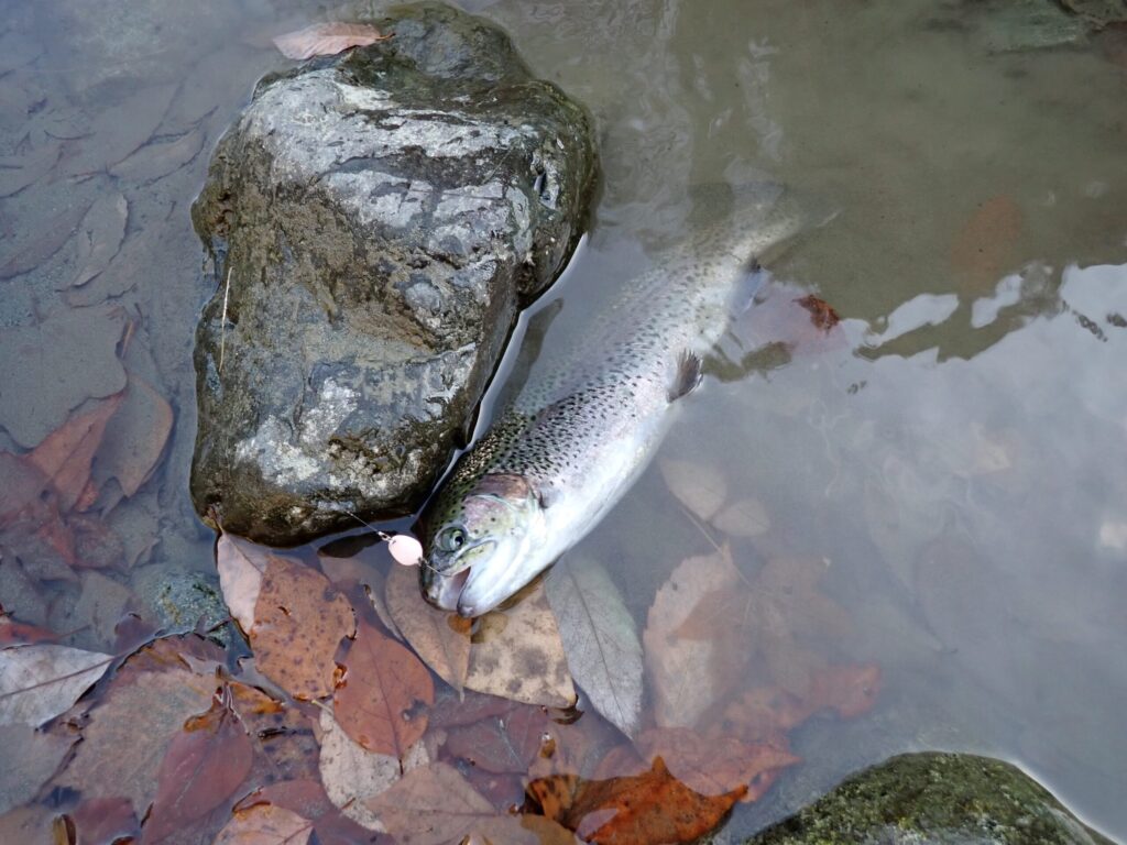 スプーンでトラウトを釣ってる実地写真