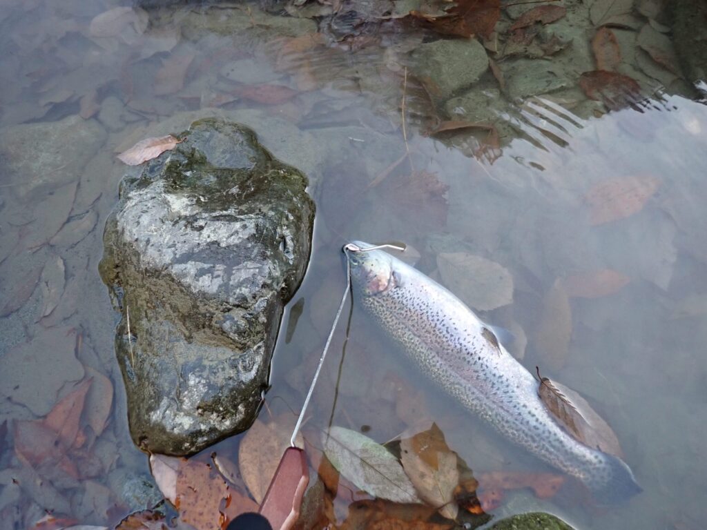 リリーサーでトラウトの口からルアーを外している様子