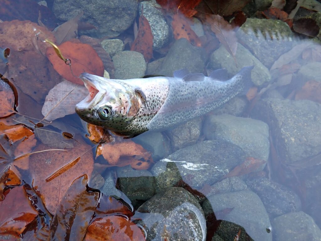 スプーンでトラウトを釣っている写真