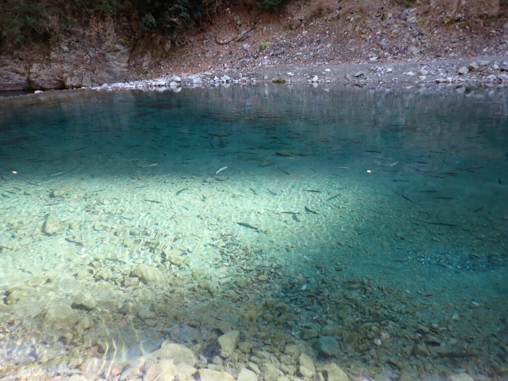 水底まで見える透明度と定位するトラウトの群れ