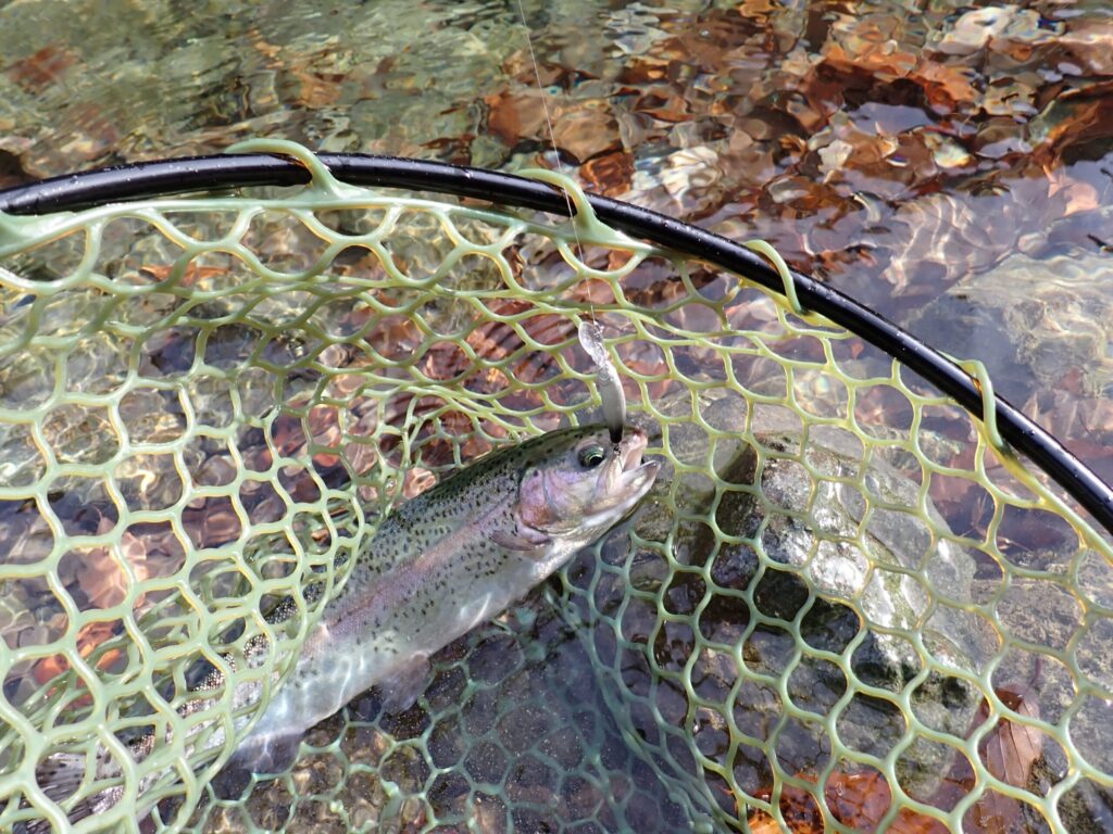 ミノーでトラウトを釣った様子