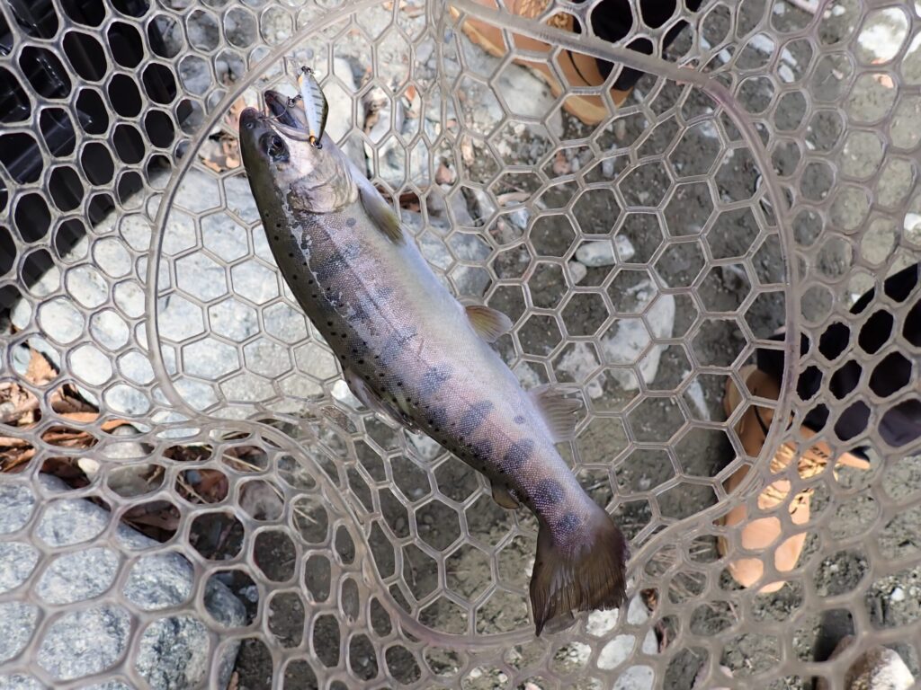 Dコンパクト黒金でヒットしたヤマメ