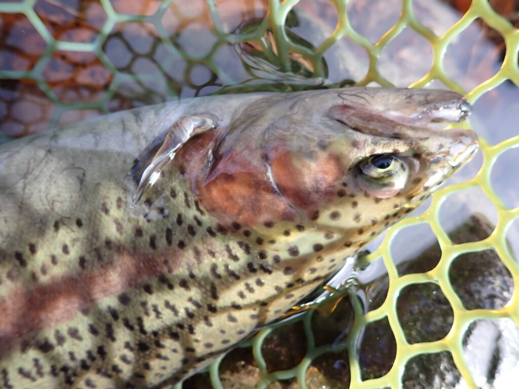 トラウトをネットに取り込んでいる様子