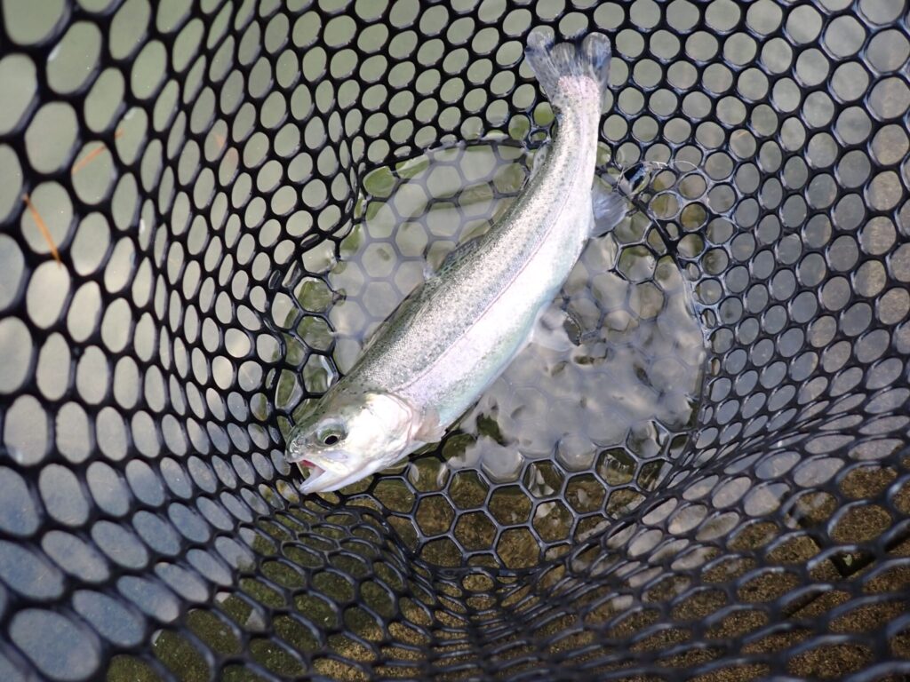 リクｰゼ1.7gカラシで釣ったトラウトの写真