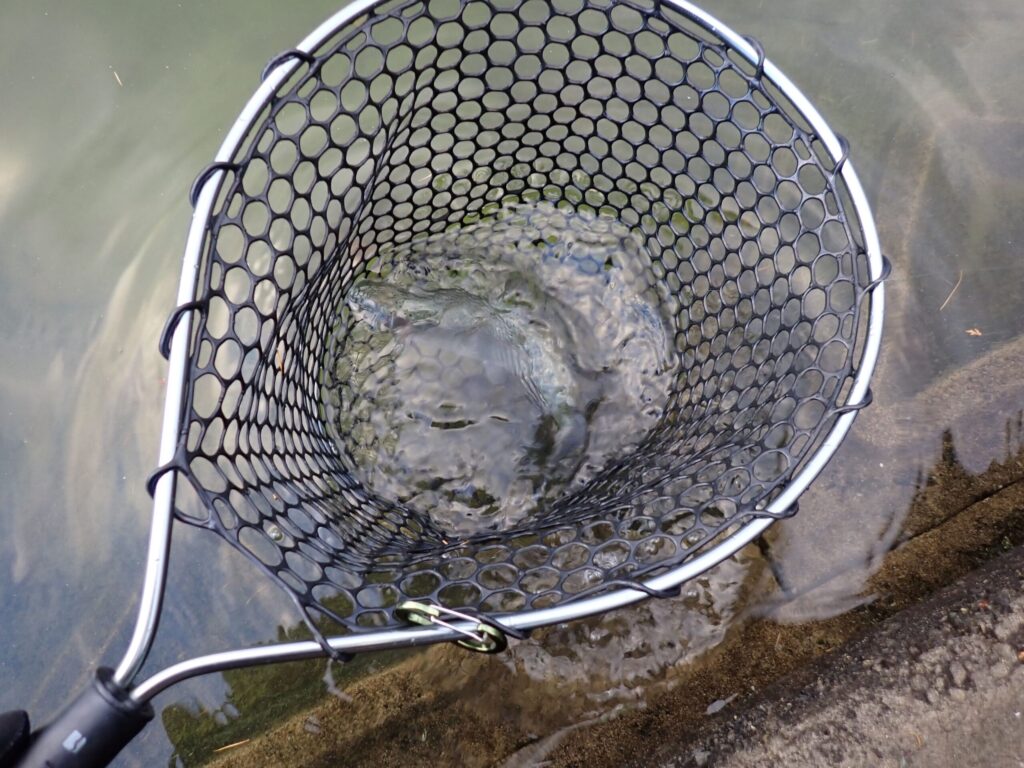 濁ったポンドのトラウトを釣った様子