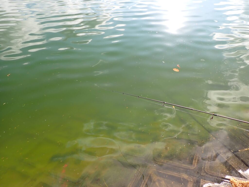 止水ポンドの濁った水の視界の様子