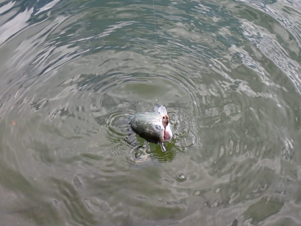 USSAに食いついてくるトラウトの写真