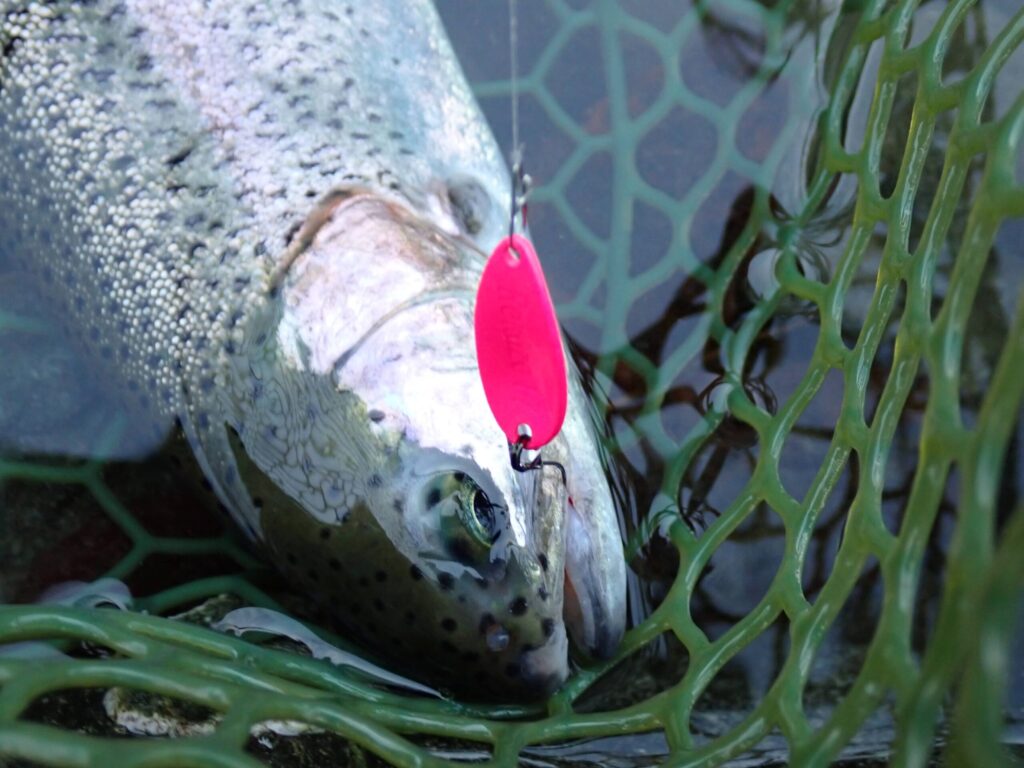 一つの形状を選びスプーンで釣れたトラウト