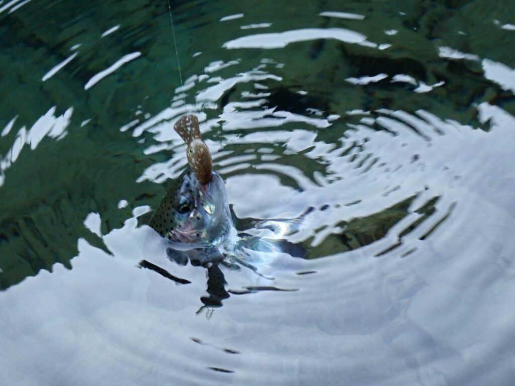 パニクラMRでトラウトを釣ったシーン