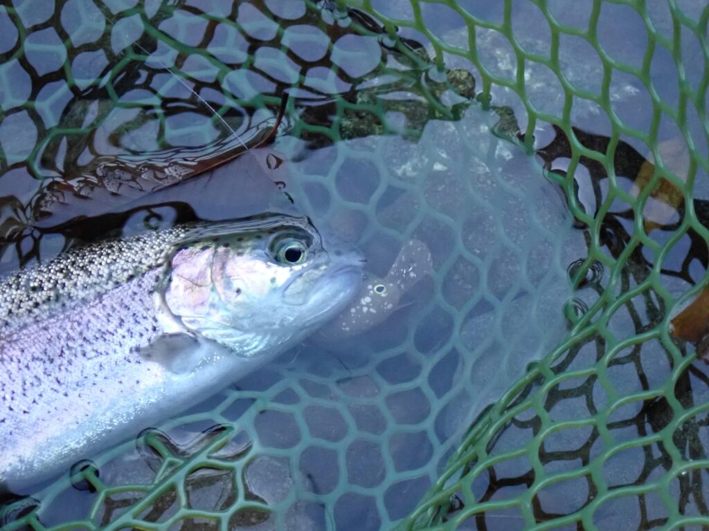パニクラMRで釣ったトラウトの様子