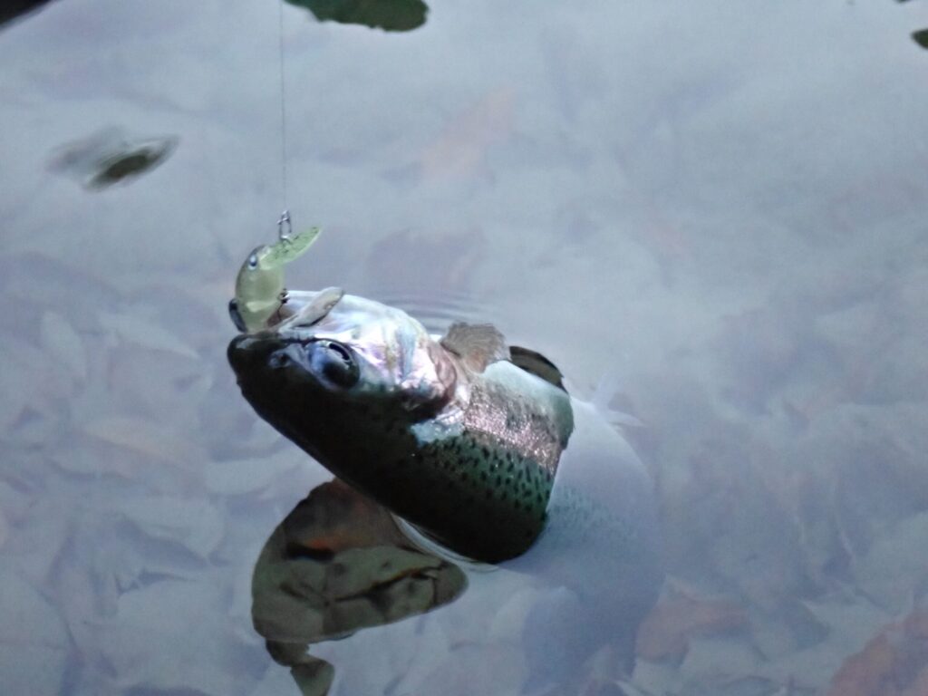 クランクでトラウトを釣ったシーン