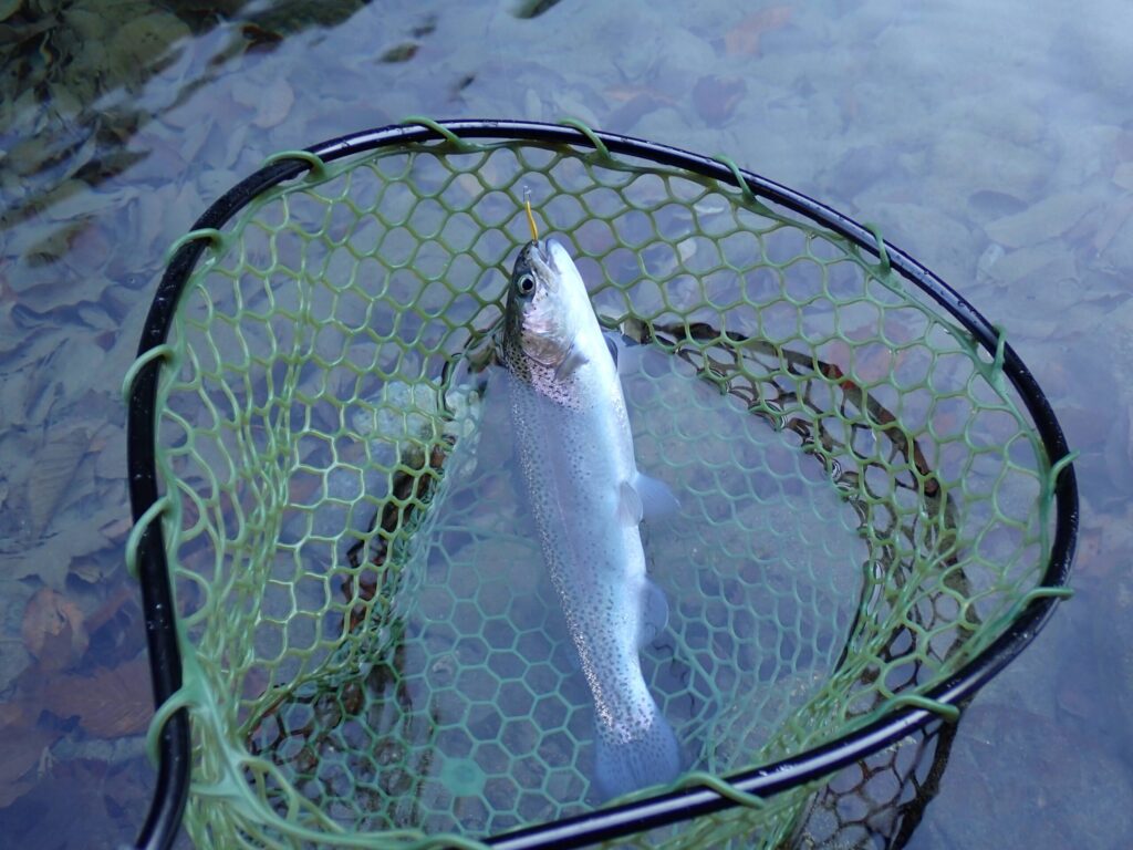 リクーゼ1.0gでトラウトを釣っているシーン