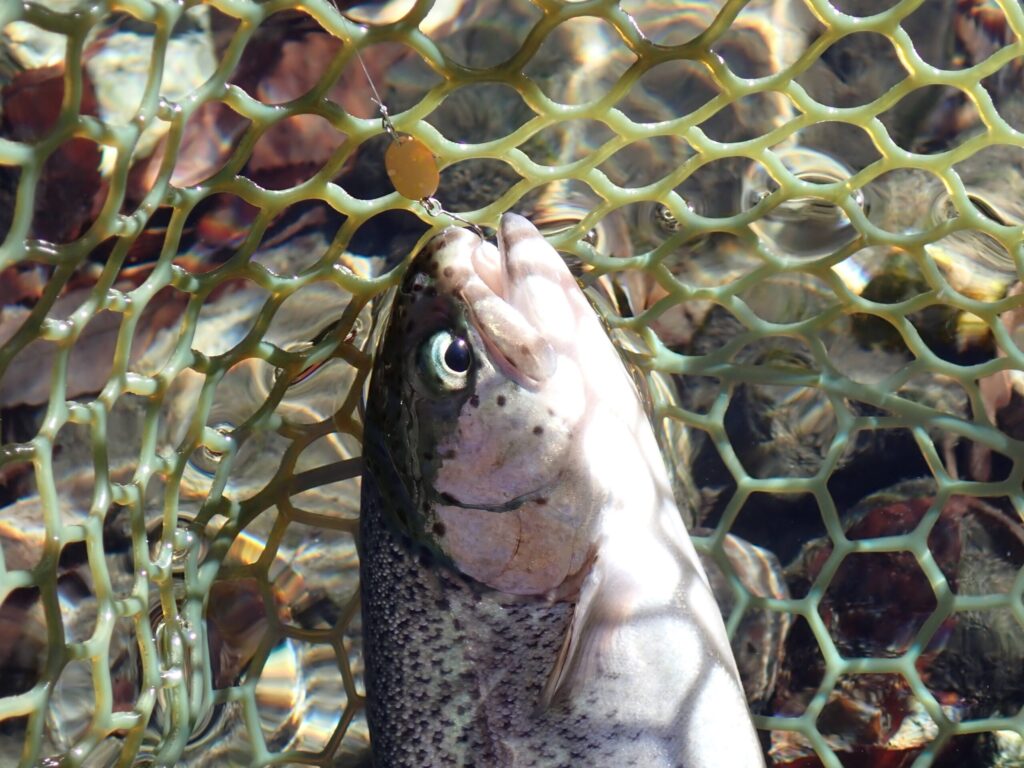 リクーゼでトラウトを釣ってネットに入れているシーン