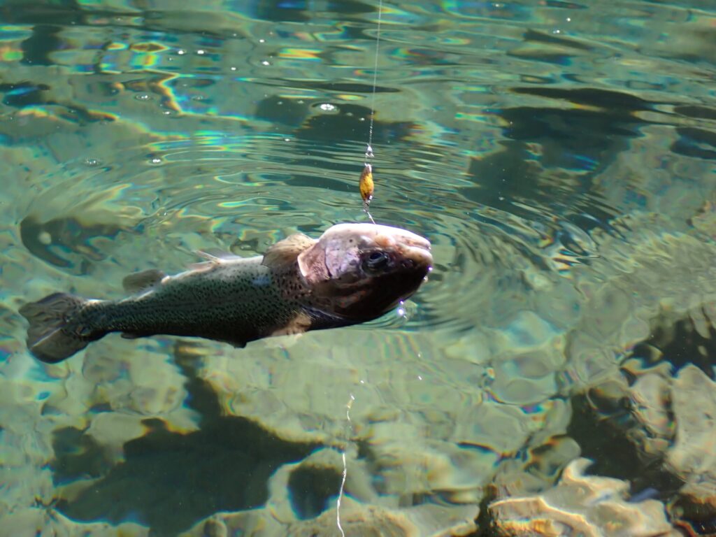 キッドダディ ゲンちゃんブラウニーでトラウトを釣っている写真