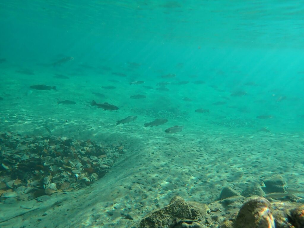 冬の魚がたまるエリアの水中画像