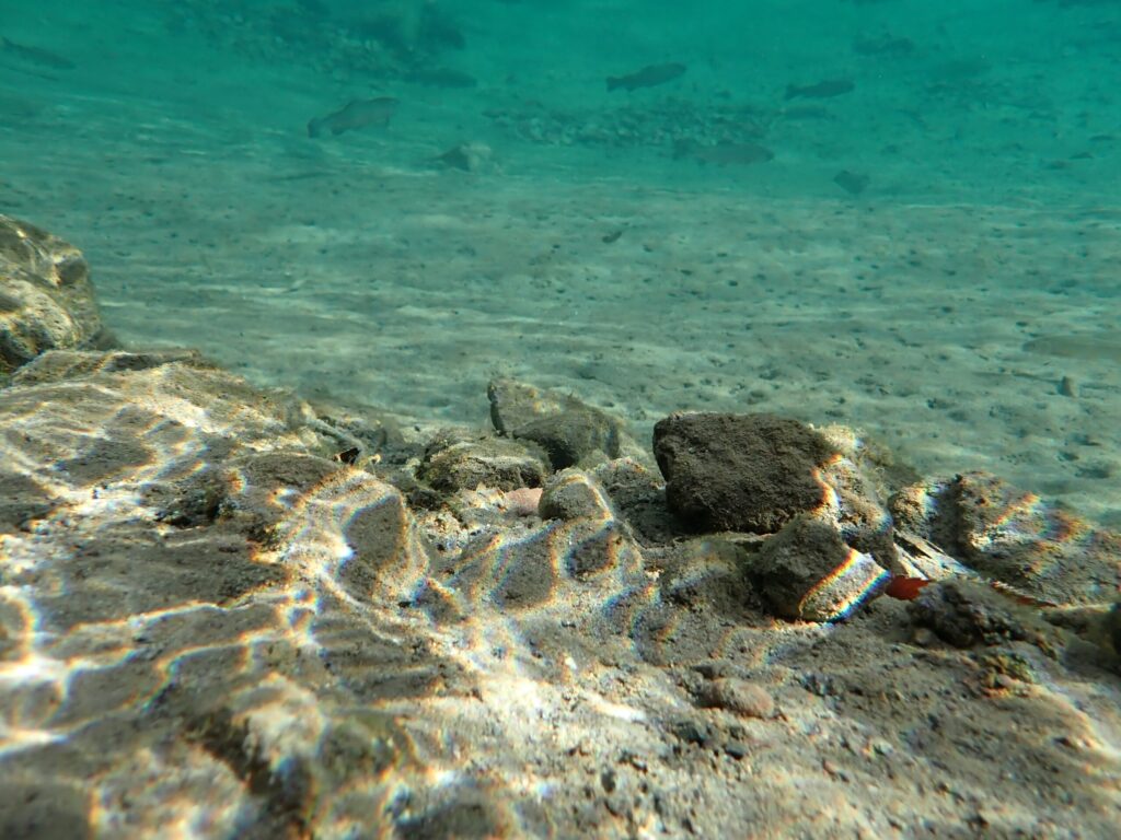 TG7を水中に入れて魚を撮影したシーン