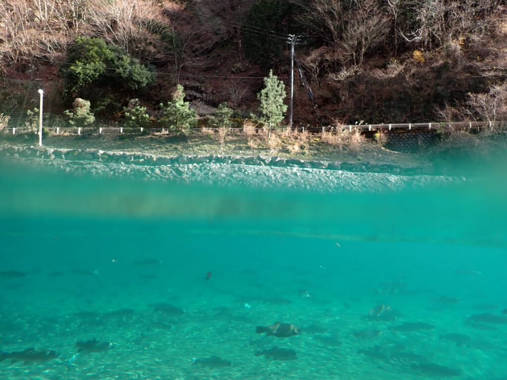 エリアトラウトの水中との境界を移している写真