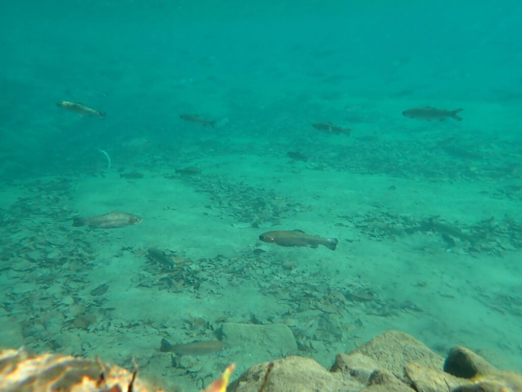 ストリームの水中にいるトラウトを写した写真