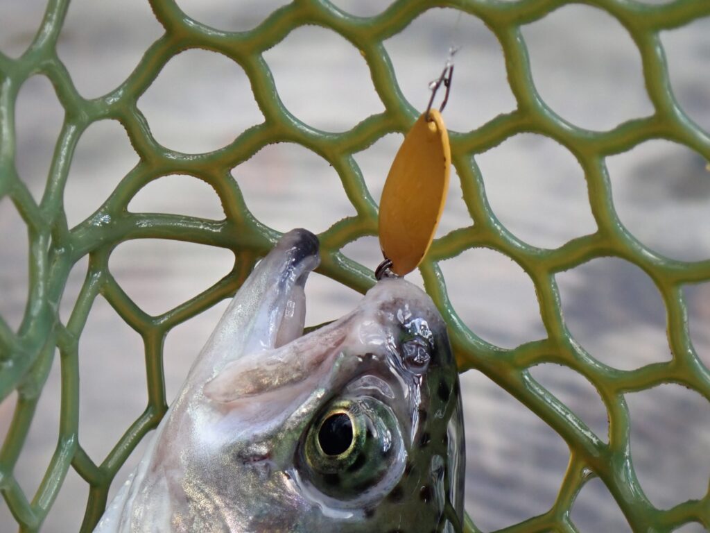 トラウトをスプーンで吊り上げた写真