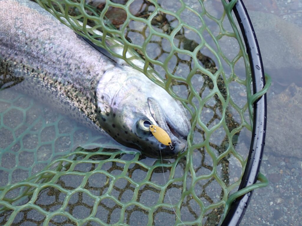 フレア0.9gでトラウトを釣ったシーン