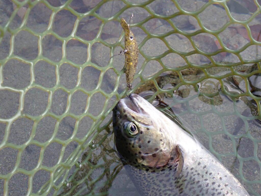 プレッソ ダブルクラッチで釣ったトラウトの写真