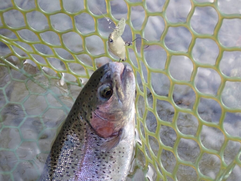 おすすめクランクのモカでトラウトを釣ったシーン