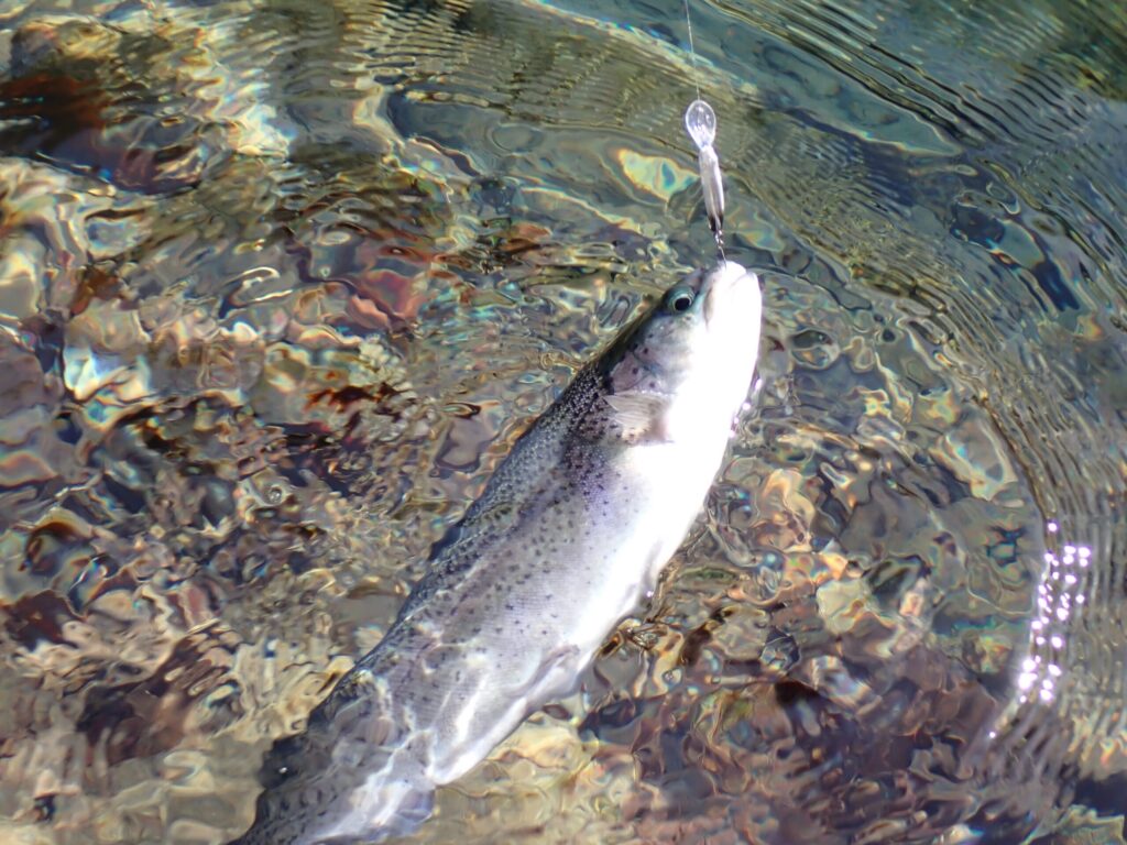 マジックジャークでトラウトを釣っているシーン