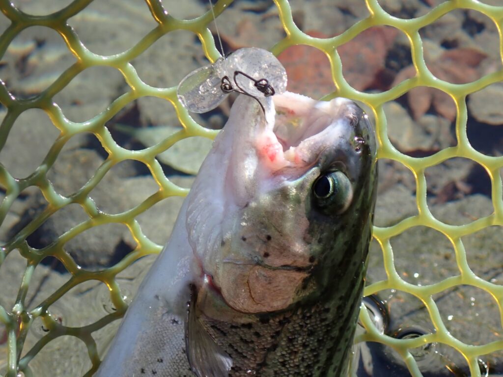 トップが難しい時間に釣れるミッツドライ2HOOKでトラウトを釣った写真