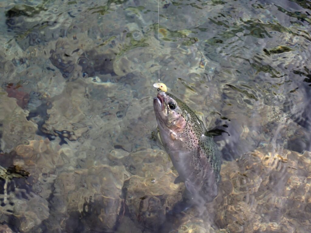ダンゴウオでトラウトを釣り上げた様子