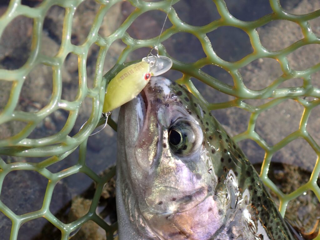ダンゴウオでトラウトを釣ってネットインしたシーン