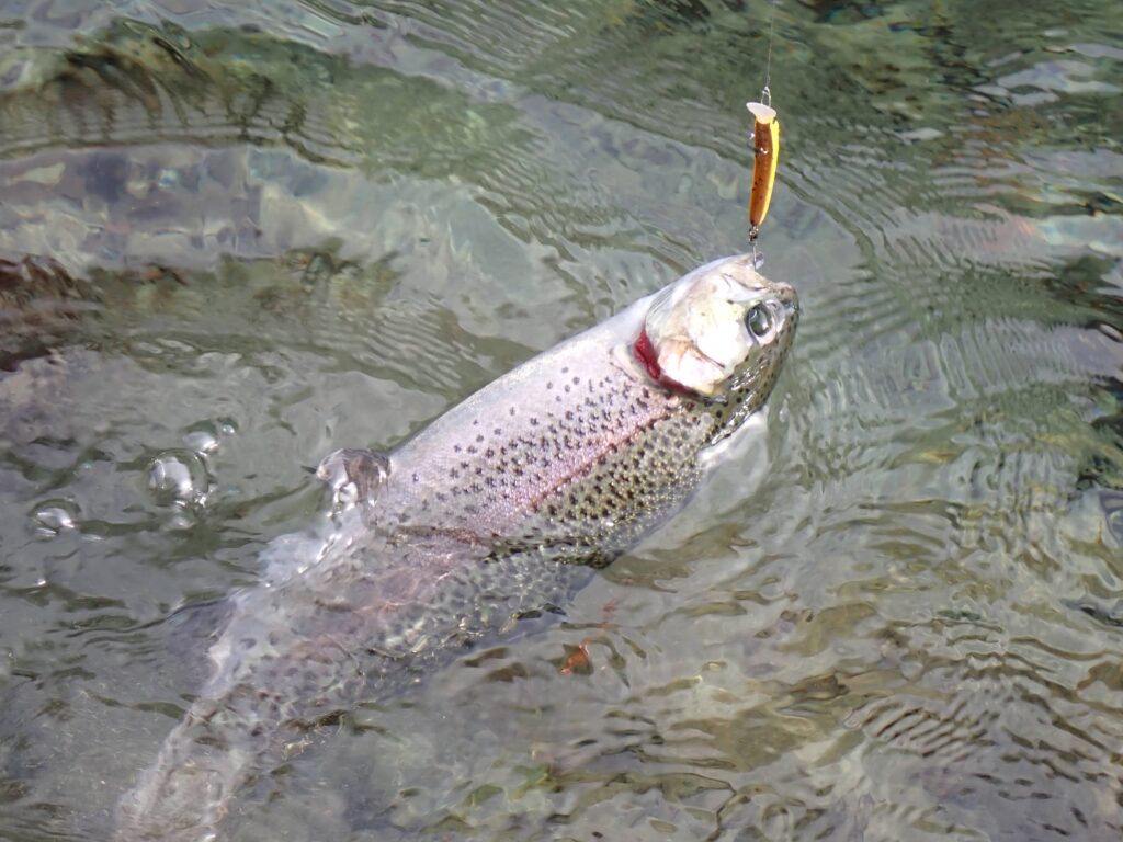 ペピーノでトラウトを釣っている場面