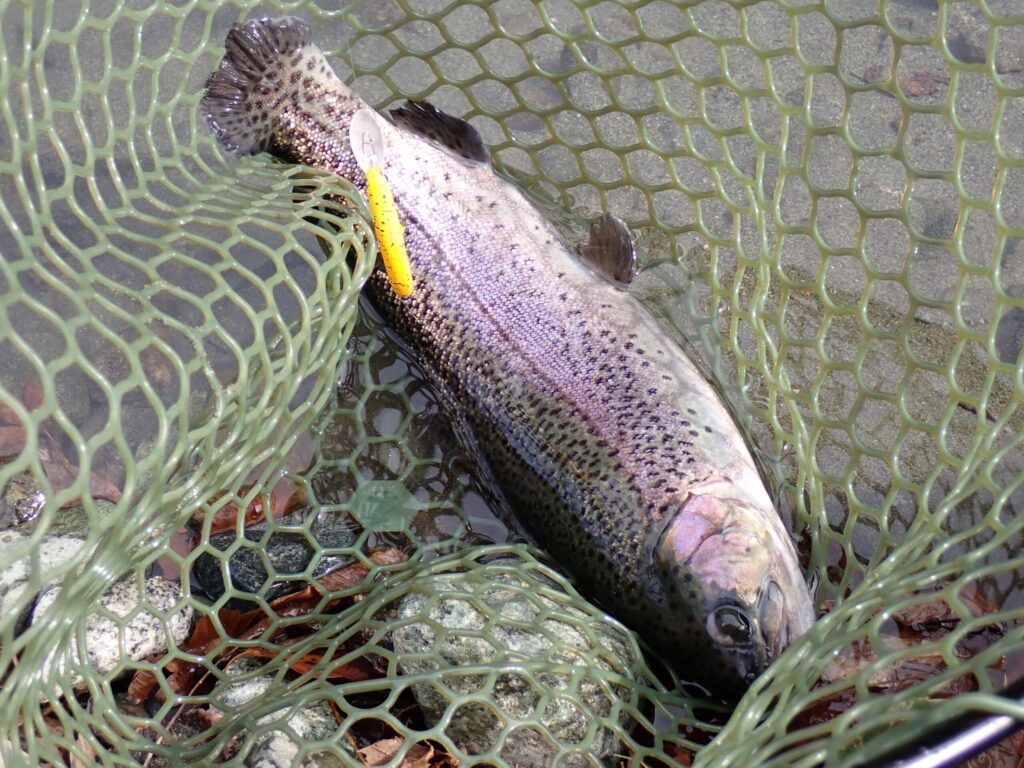 ペピーノで釣った魚をネットインした場面