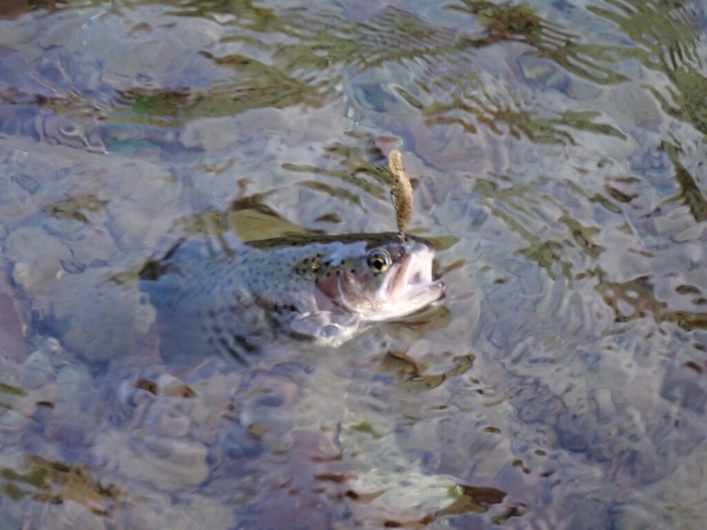 ダブルクラッチでトラウトを釣っているシーン