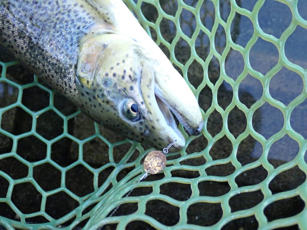 グラビティでトラウトを釣りネットインしたシーン
