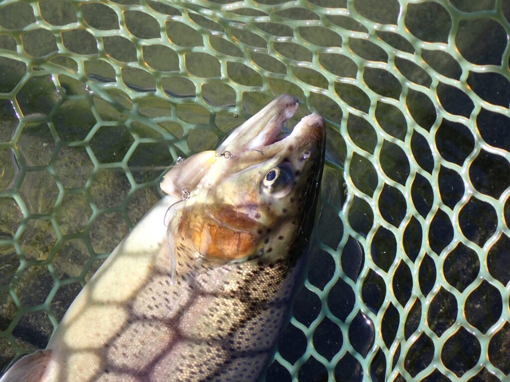 止水ポンドでタップダンサーで釣ったトラウトの写真
