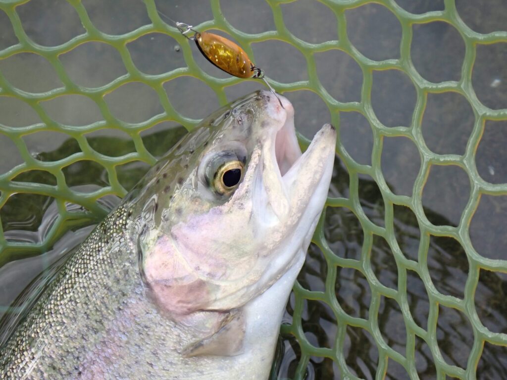 リクーゼ1.7gヤジーセカンドゴールドでトラウトを釣っているシーン