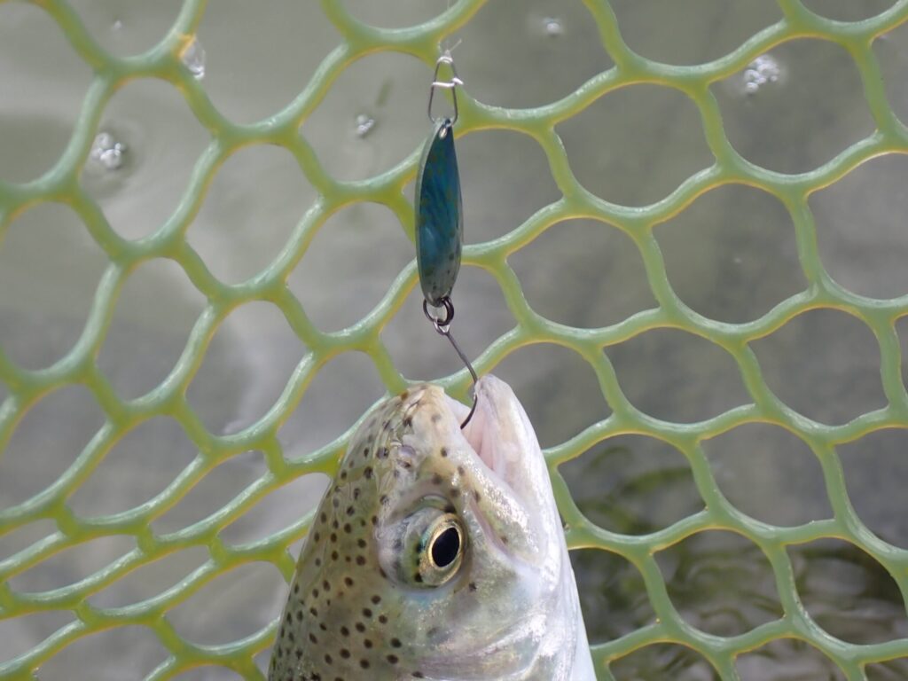 射貫いた位置まで釣ったトラウトのシーン