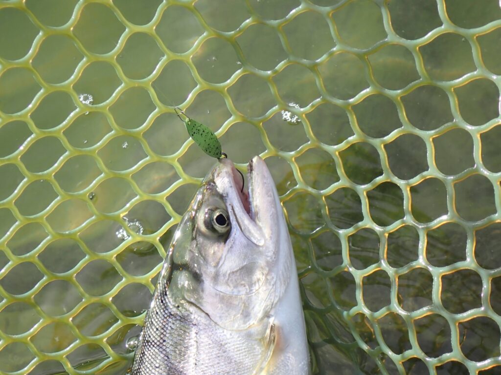 グラビティ 手のひら返しでトラウトを釣ったシーン