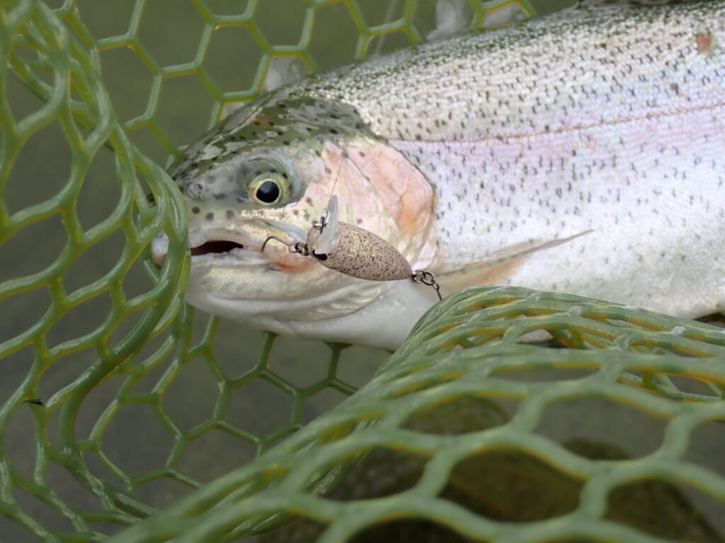 クランクベイトでトラウトを釣っているシーン