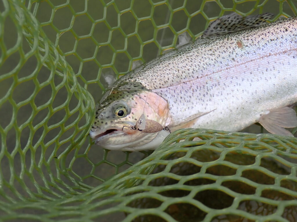 USSAでトラウトを釣ったシーン