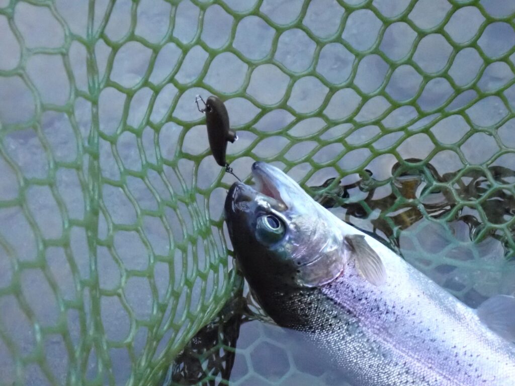 ダートランでトラウトを釣ったシーン