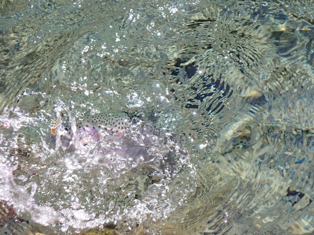 ドラグが効いてるエリアトラウトのヒットシーン