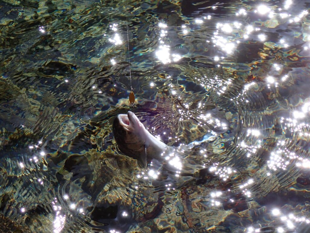 トラウトを釣ったシーン逆光の中