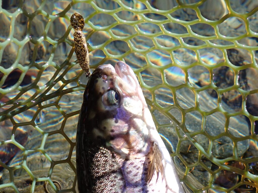 ダブルクラッチでトラウトを釣っているシーン