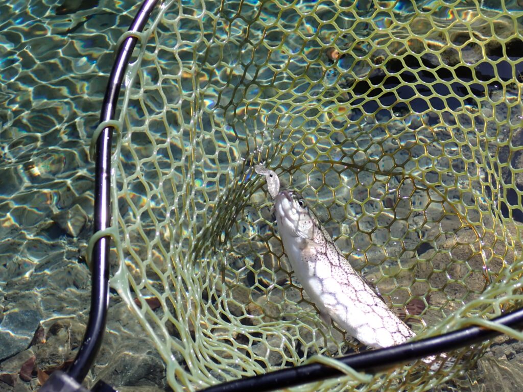 デカミッツドライでトラウトを釣っているシーン